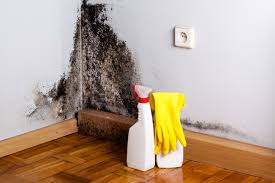 Why You Should Choose Our Mold Remediation Services in Westport, IN